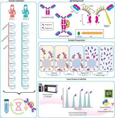 A Direct MS-Based Approach to Profile Human Milk Secretory Immunoglobulin A (IgA1) Reveals Donor-Specific Clonal Repertoires With High Longitudinal Stability